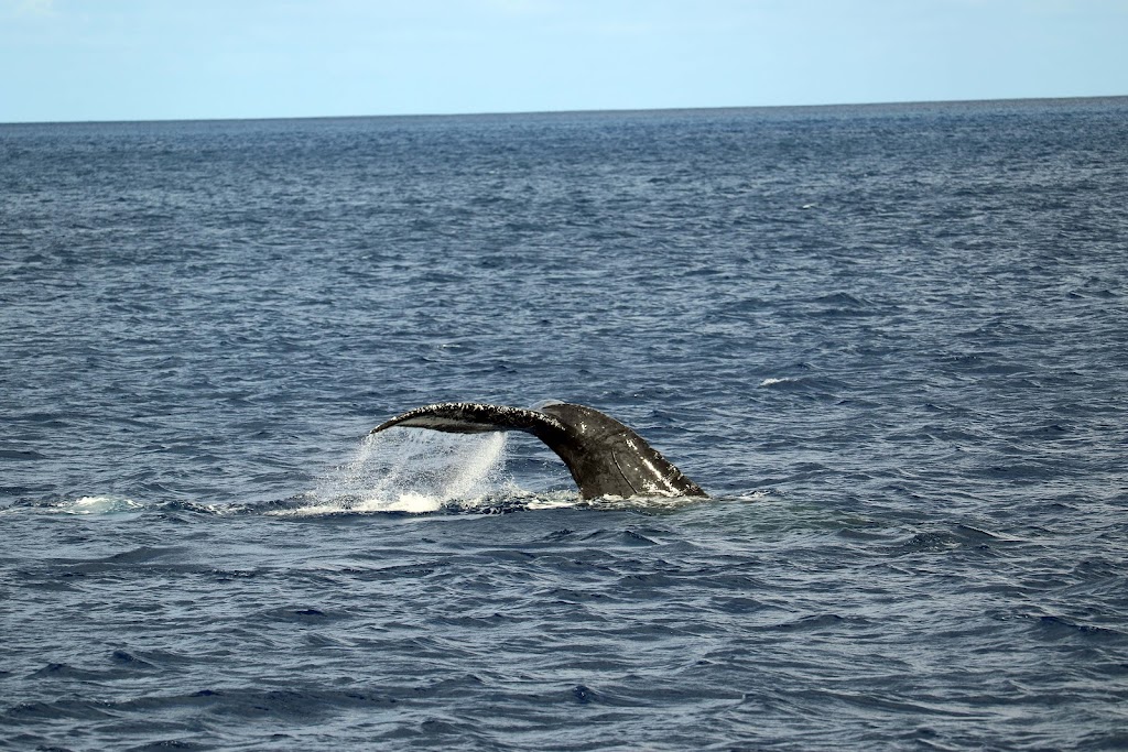 Ocean Joy Cruises | Ko Olina Marina, 92-100 Waipahe Pl, Kapolei, HI 96707, USA | Phone: (808) 677-1277