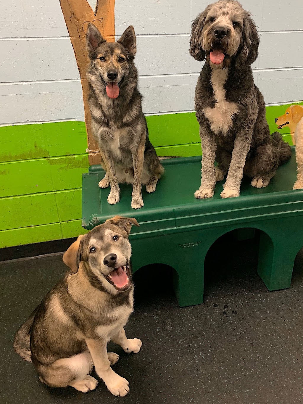 American Boarding Kennel | 1102 State Hwy 13 E, Burnsville, MN 55337, USA | Phone: (952) 894-5100