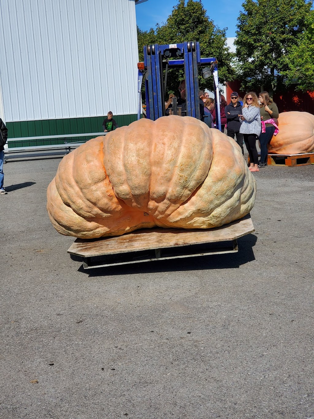 Great Pumpkin Farm | 11199 Main St, Clarence, NY 14031, USA | Phone: (716) 759-1929