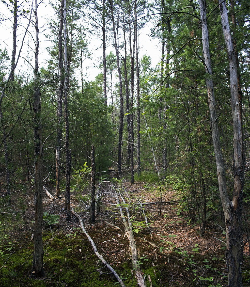 Arena Pines & Sand Barrens State Natural Area | Helena Rd, Arena, WI 53503, USA | Phone: (608) 266-0394