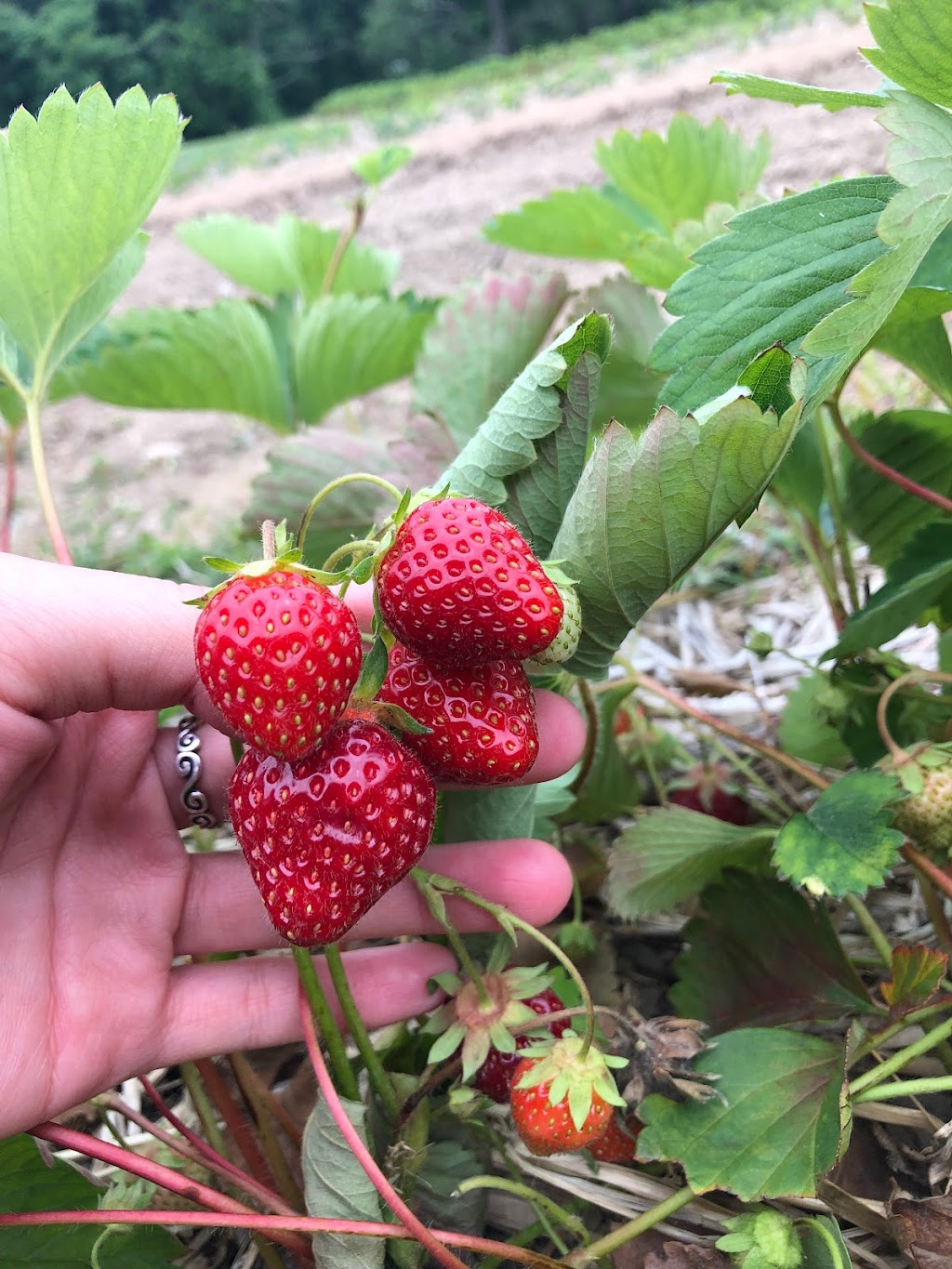 Best Berry Farm | 1078 Best Rd, East Greenbush, NY 12061, USA | Phone: (518) 286-0607