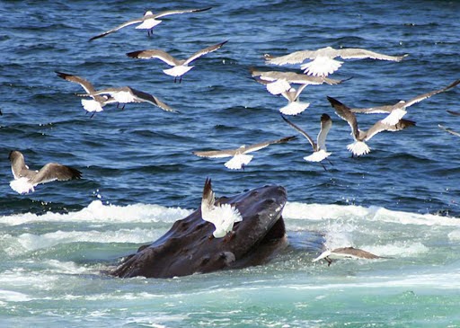 Plymouth Whale Watching | 10 Town Wharf #3848, Plymouth, MA 02360, USA | Phone: (508) 747-3434