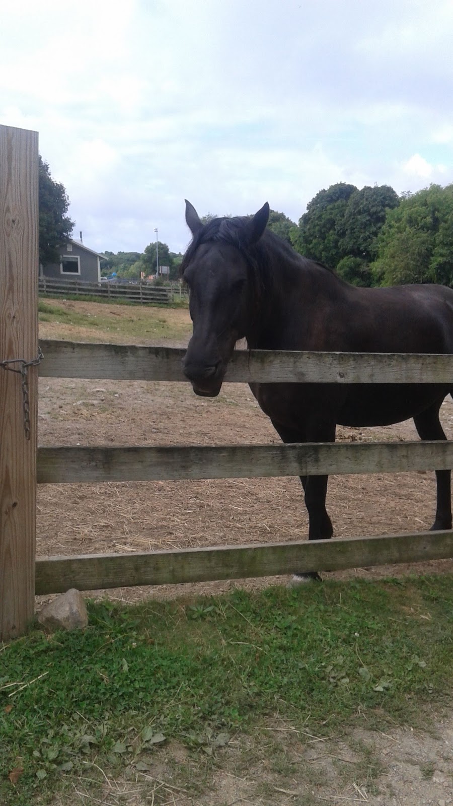 Seaview Farm Boarding Stables LLC | 38 South St, Rockport, MA 01966, USA | Phone: (978) 546-2418