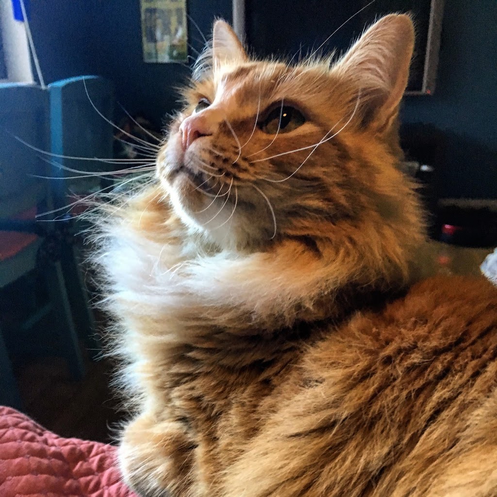 Gateway Veterinary Hospital | 11222 NE Halsey St, Portland, OR 97220, USA | Phone: (503) 253-2142