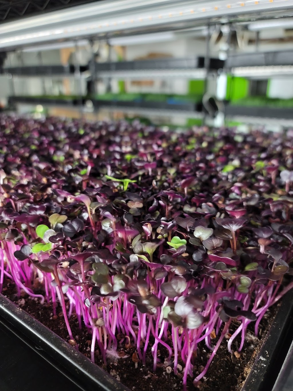 Delta Microgreens | 260 Link Rd B, Fairfield, CA 94534, USA | Phone: (707) 384-9094