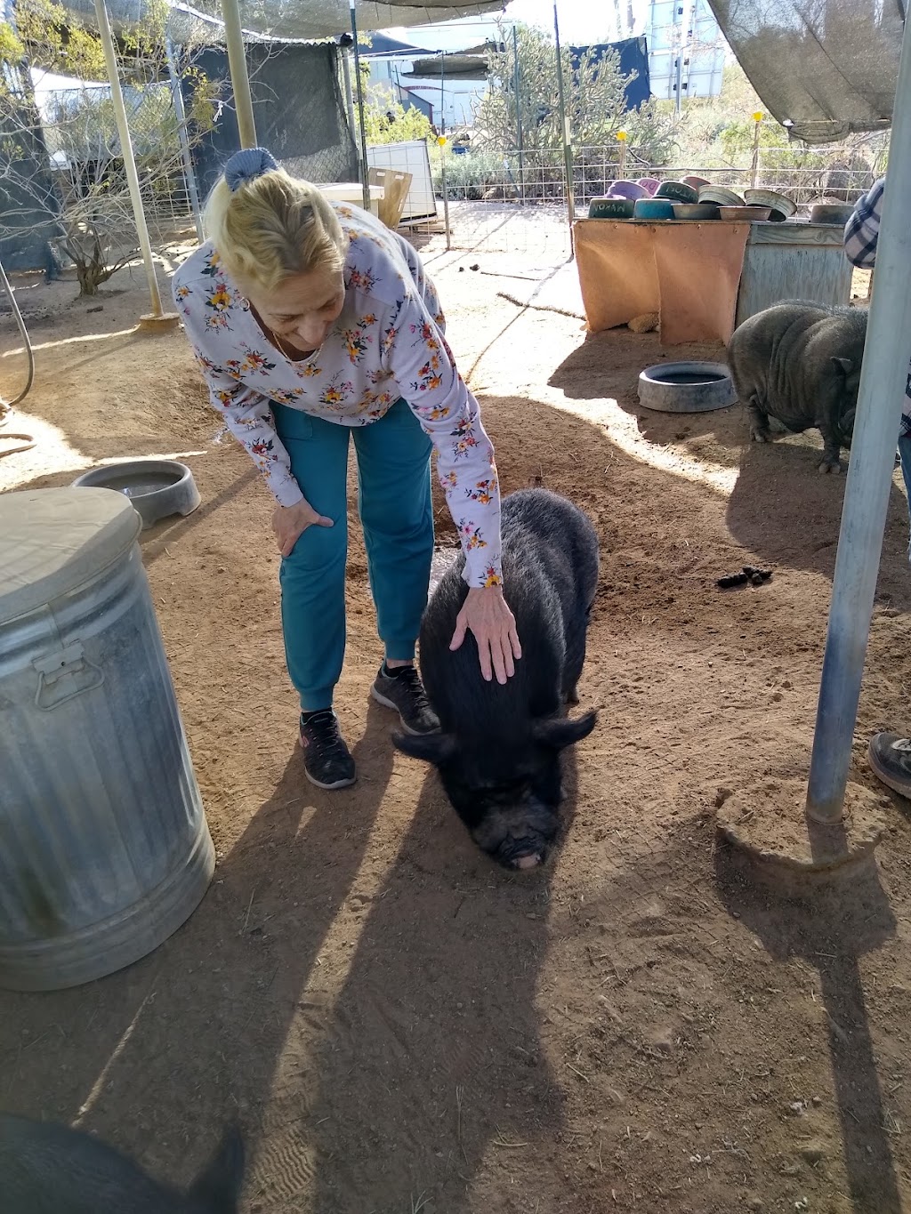 Ironwood Pig Sanctuary | 34656 E Crystal Visions Rd, Marana, AZ 85658, USA | Phone: (520) 579-8847