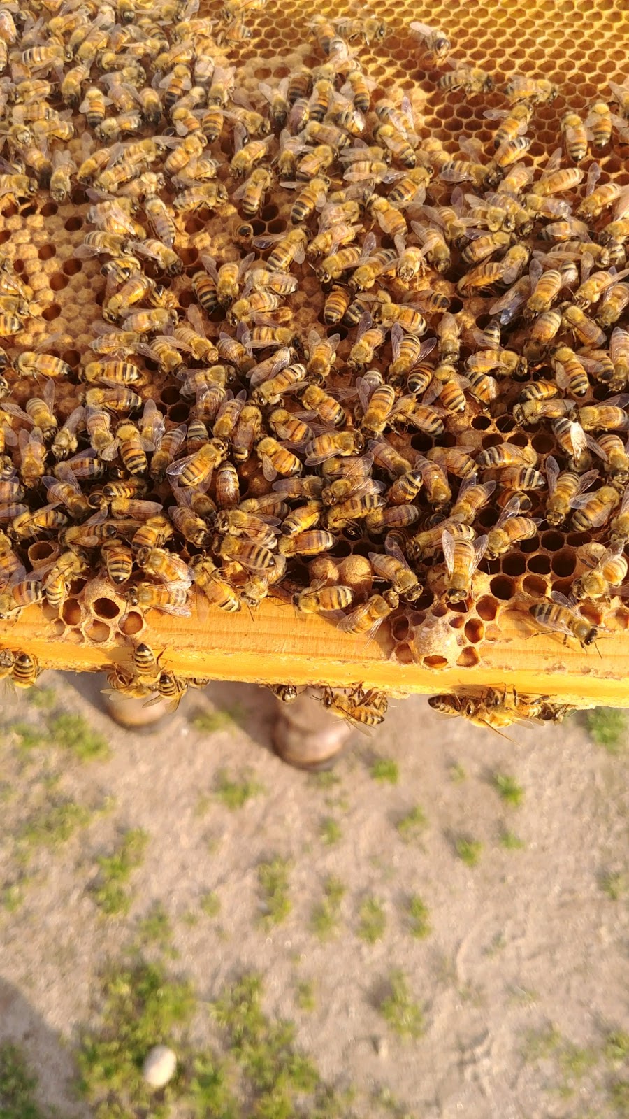 Castillos Crazy Bees | 20106 Tollhouse Rd, Clovis, CA 93619, USA | Phone: (559) 960-4996