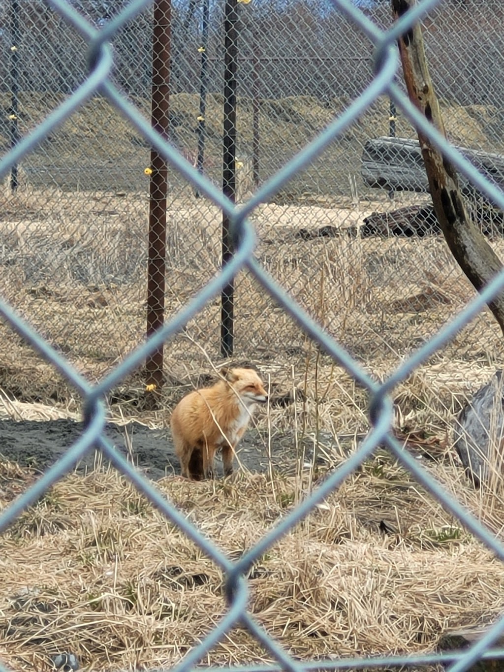 Fox Exhibit | Seward Hwy, Girdwood, AK 99587, USA | Phone: (907) 783-0058