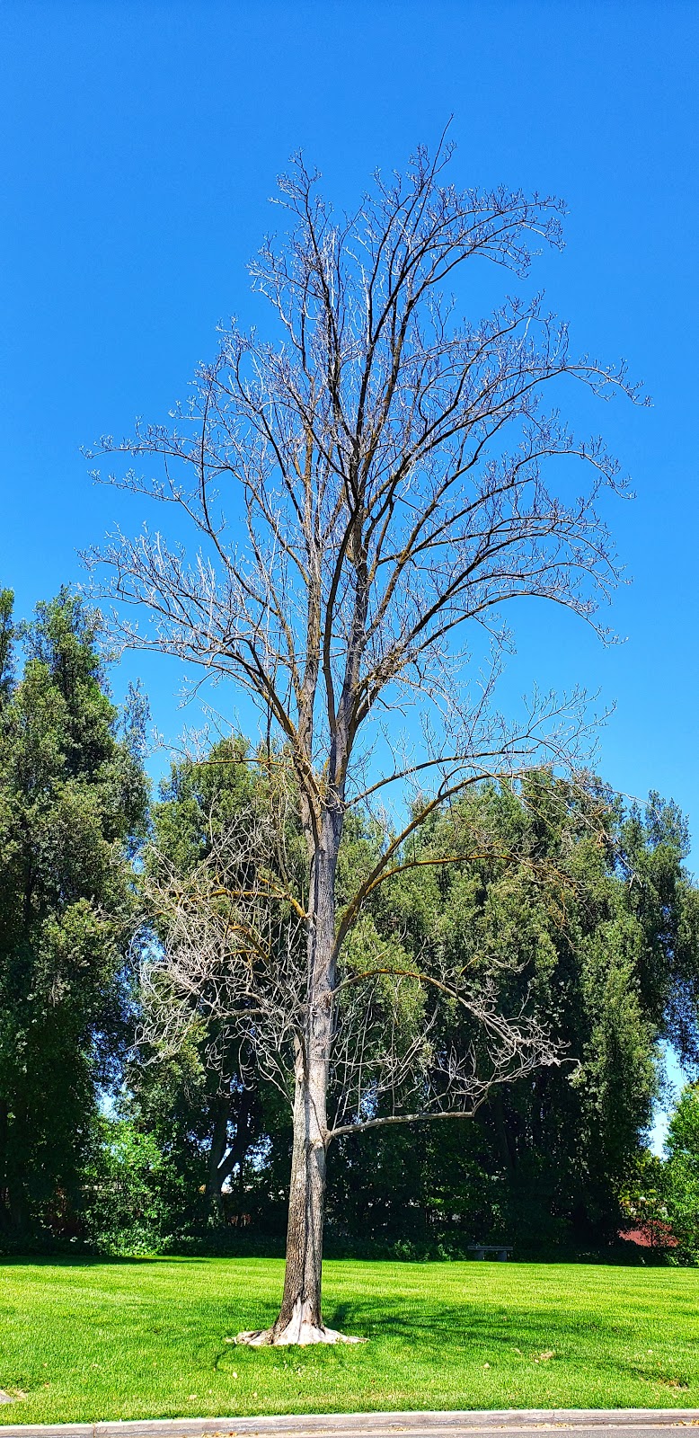 Turlock Memorial Park | 575 N Soderquist Rd, Turlock, CA 95380, USA | Phone: (209) 632-9111