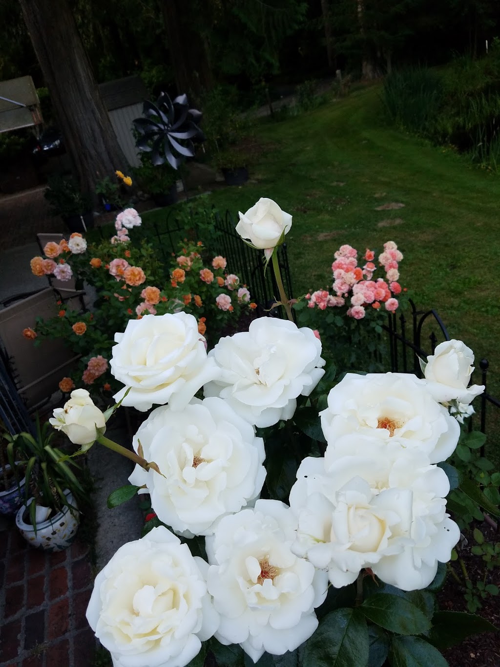 Raft Island Roses | 7201 Rosedale St NW, Gig Harbor, WA 98335, USA | Phone: (253) 509-8409