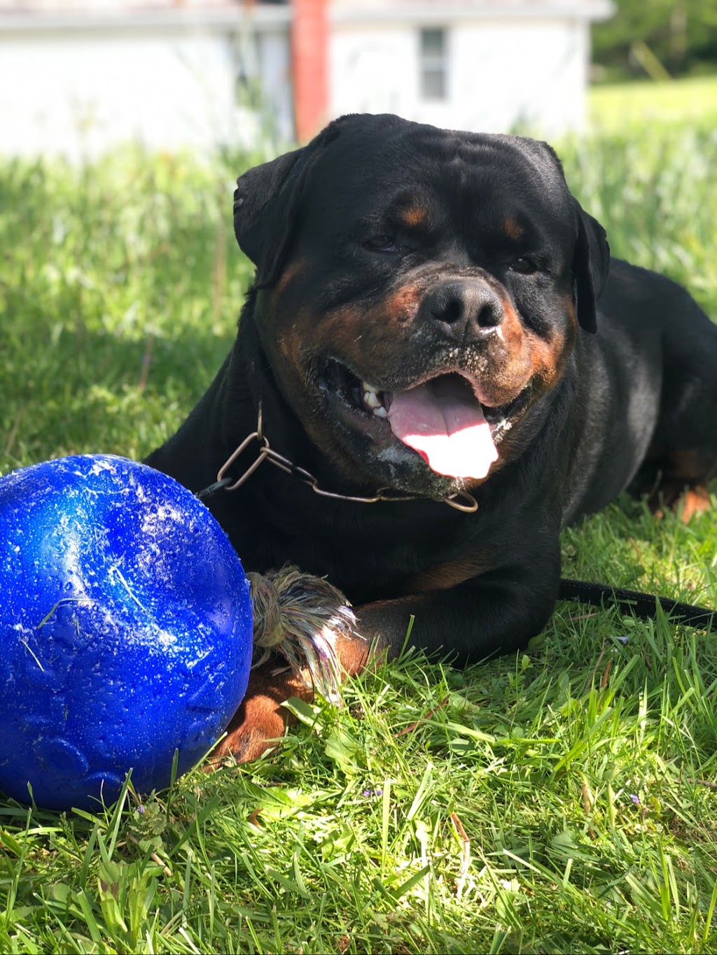 German Select Rottweilers | 454 Overlook Dr, Hillsville, PA 16132, USA | Phone: (330) 610-8447