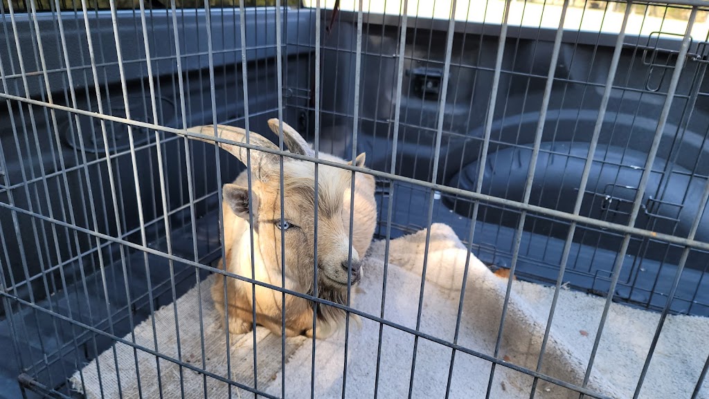 Wills Point Veterinary Clinic | 1209 W Park Dr, Wills Point, TX 75169, USA | Phone: (903) 873-9132