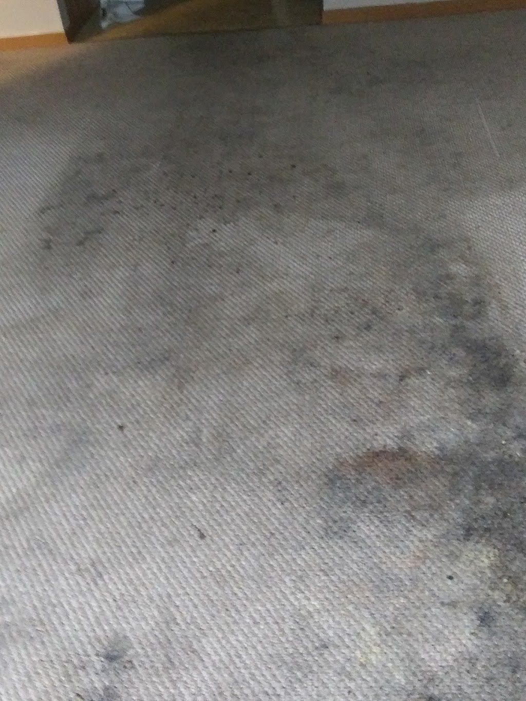 Steam Action Carpet Cleaning | 1110 Vandalia Rd, Hillsboro, IL 62049, USA | Phone: (618) 971-1658