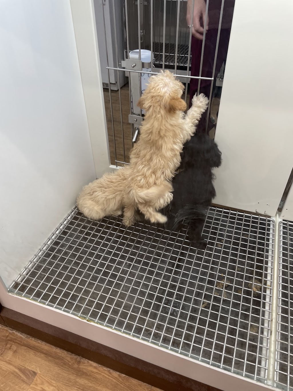 Petland Bolingbrook | The Promenade at Bolingbrook, Petland 744 E Boughton Rd, Bolingbrook, IL 60440, USA | Phone: (630) 739-1213