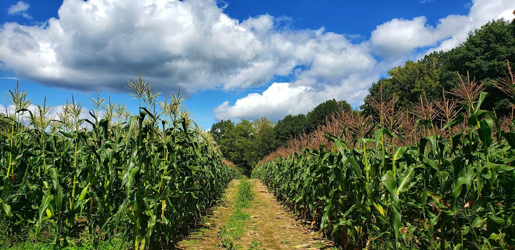 Best Berry Farm | 1078 Best Rd, East Greenbush, NY 12061, USA | Phone: (518) 286-0607