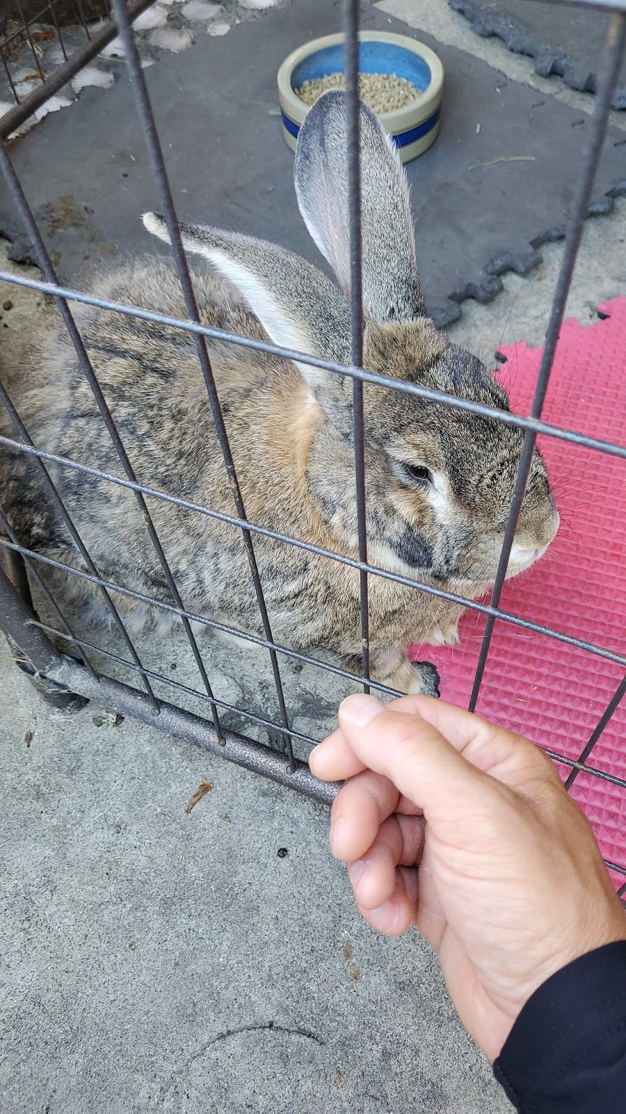 Creative Pet Supply | 305 N Harbor Blvd, San Pedro, CA 90731, USA | Phone: (310) 832-9929