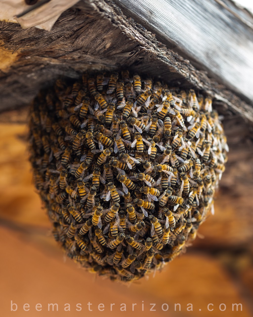 BeeMaster Inc | 10645 N Oracle Rd Ste 121 Box 232, Tucson, AZ 85737, USA | Phone: (520) 623-9349