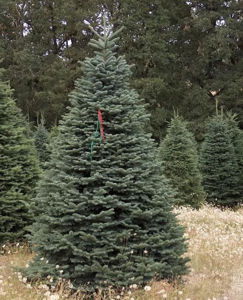 Christmas Tree Nursery Farm | 399 Atlantic Ave, Oceanside, NY 11572, USA | Phone: (516) 543-7240