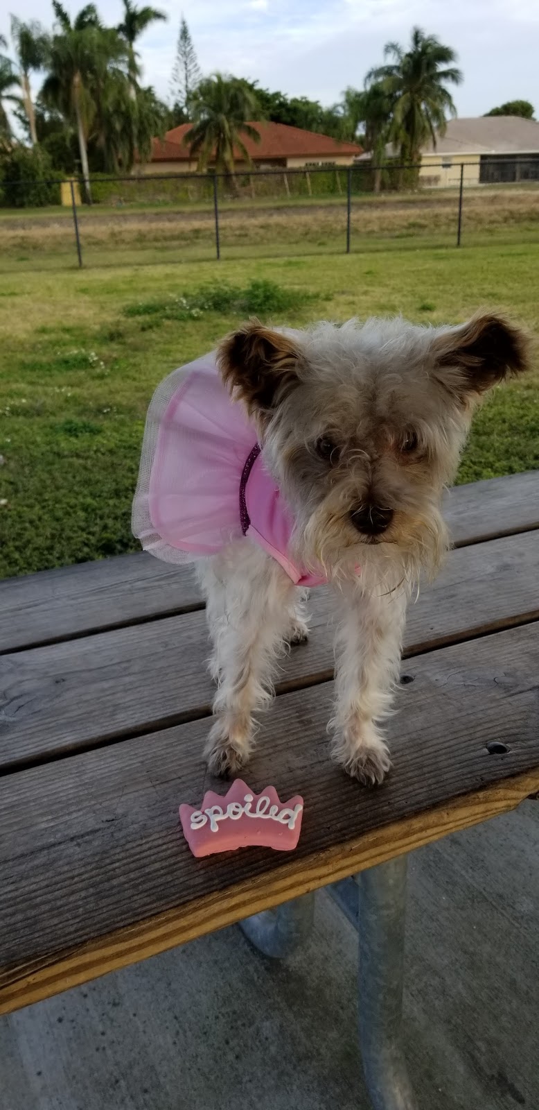 Dog Park | 11405 SW 157th Ave, Miami, FL 33196, USA | Phone: (305) 386-0227