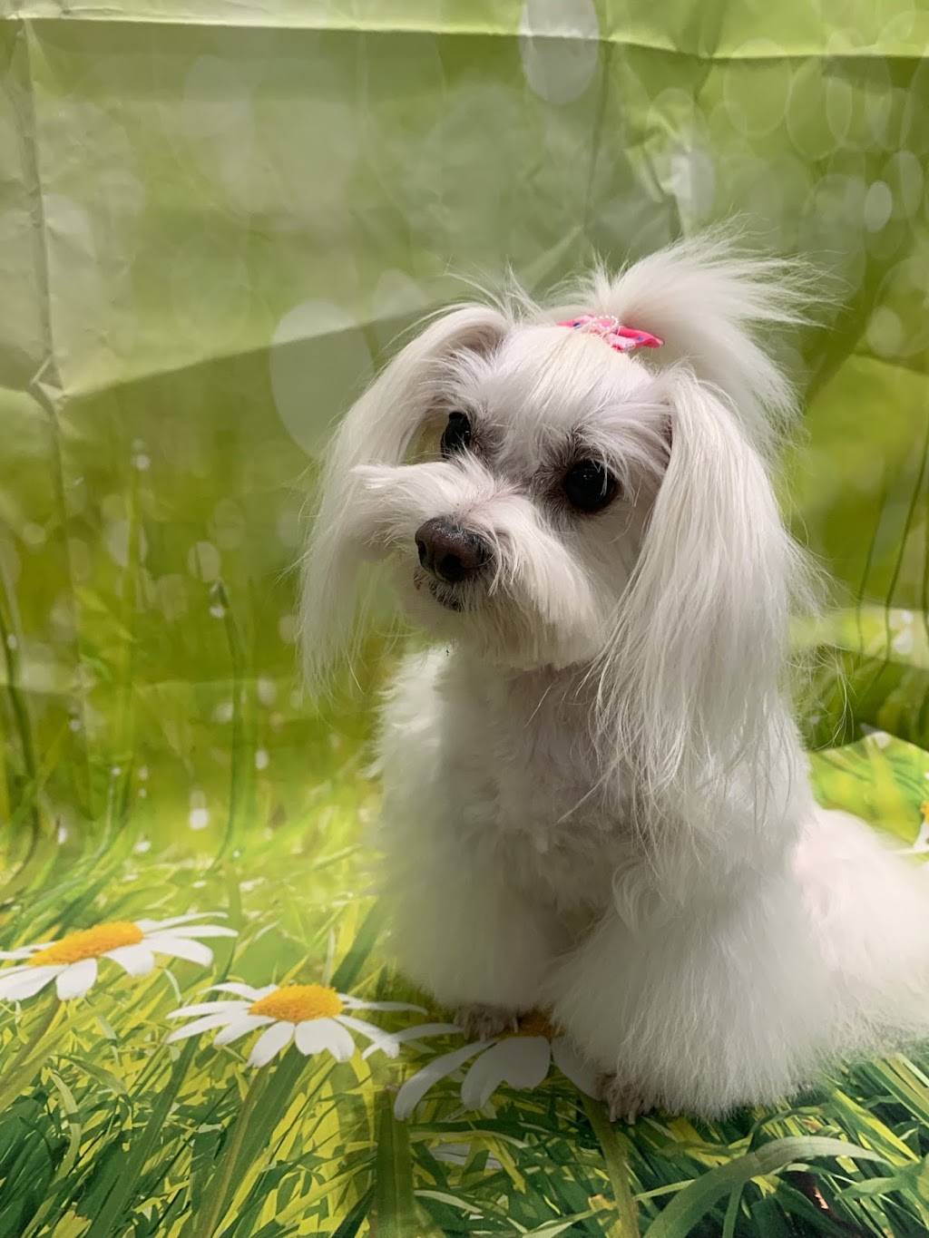 Pet Envy Grooming & Boutique | 5121 W Goshen Ave, Visalia, CA 93291, USA | Phone: (559) 741-1442