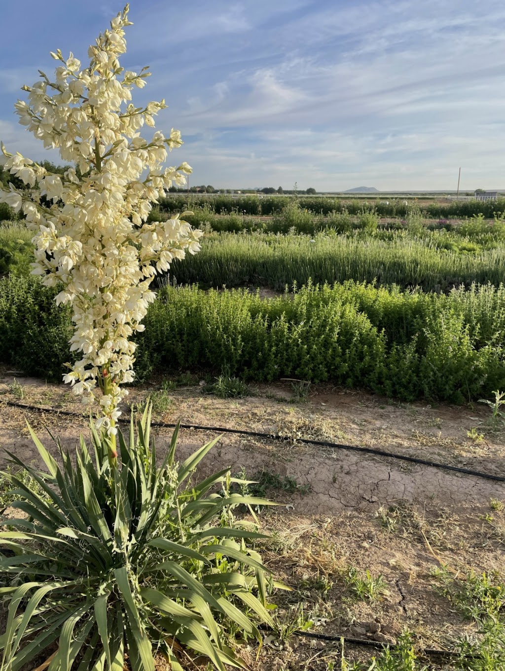 Calhoun Flower Farms | 86 Haasville Rd, Anthony, NM 88021, USA | Phone: (575) 526-6661