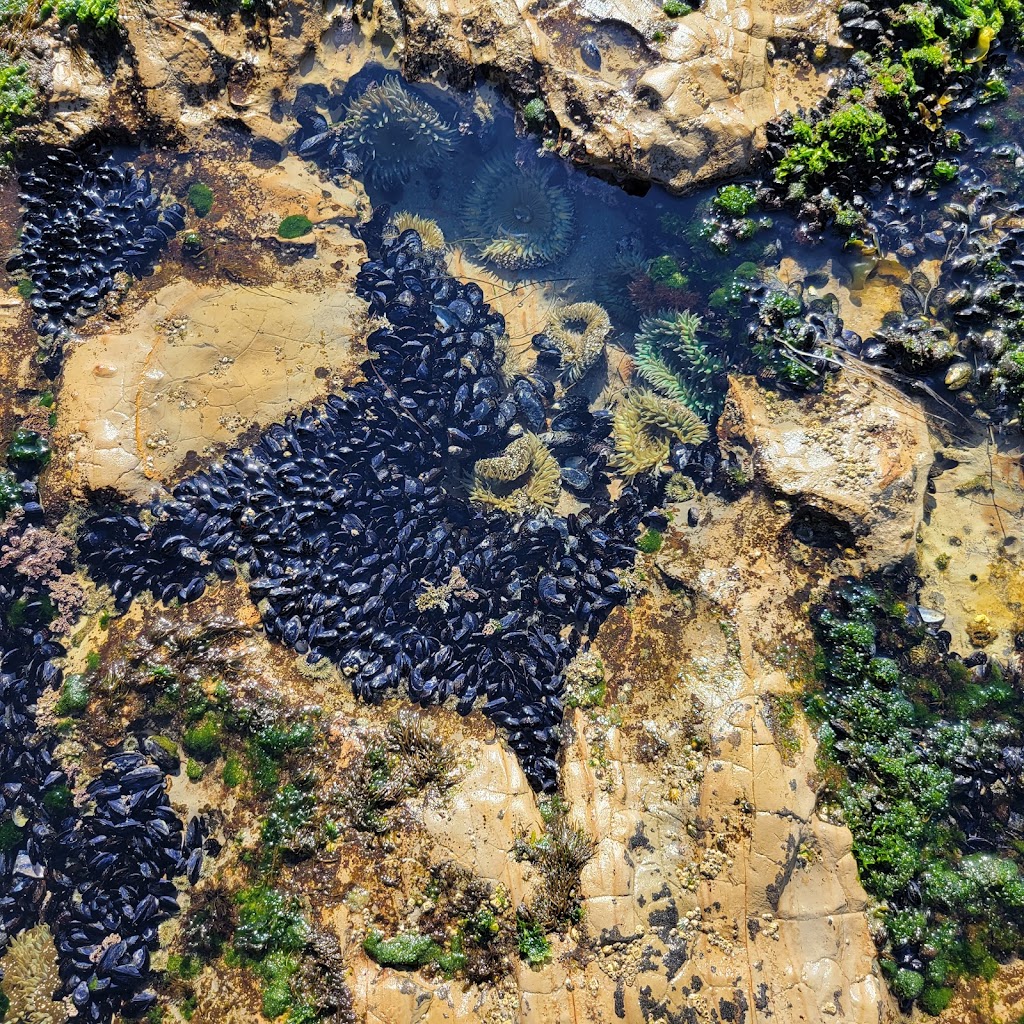 Natural Bridges Tidepools | Santa Cruz, CA 95060, USA | Phone: (831) 423-4609