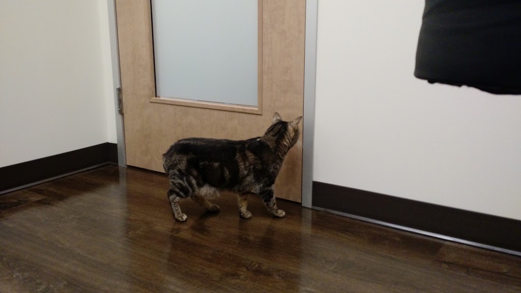 All About Cats Veterinary Hospital | 6501 132nd Ave NE, Kirkland, WA 98033, USA | Phone: (425) 636-8201