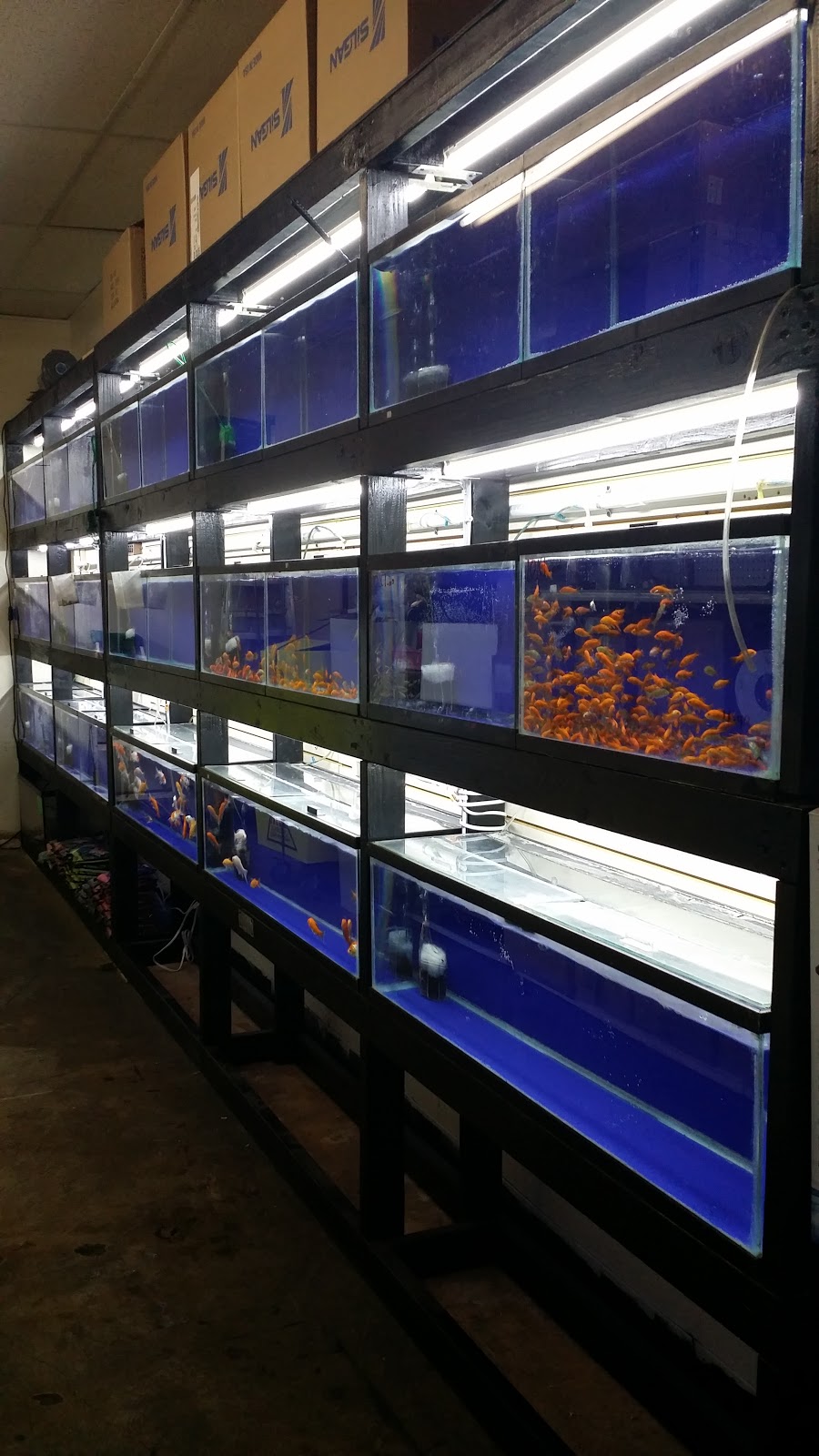 Villas Pet Shop | 10508 E Garvey Ave, El Monte, CA 91733, USA | Phone: (323) 482-6278