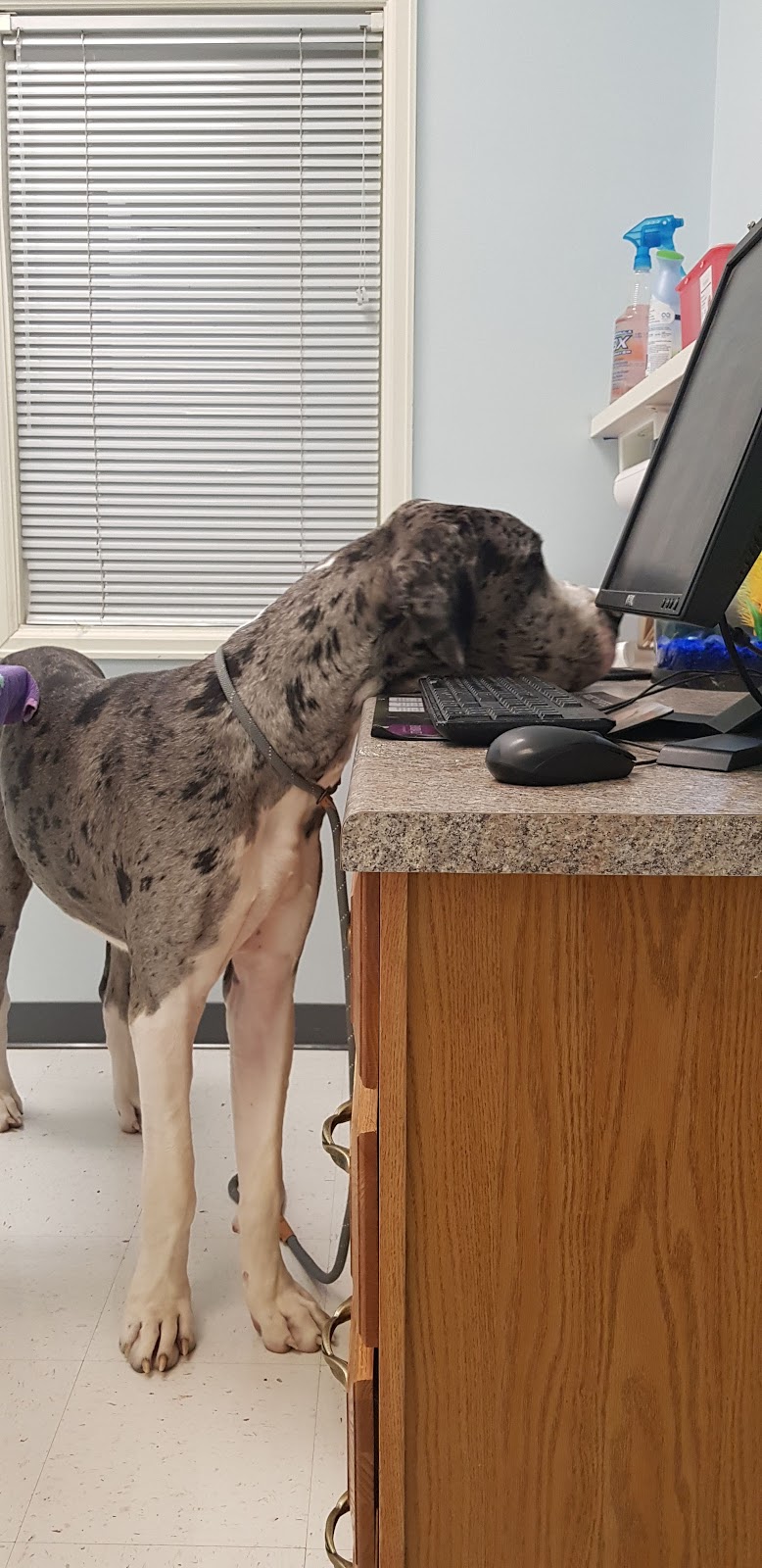 Fountain Valley Animal Hospital | 311 Main St, Colorado Springs, CO 80911, USA | Phone: (719) 392-4213