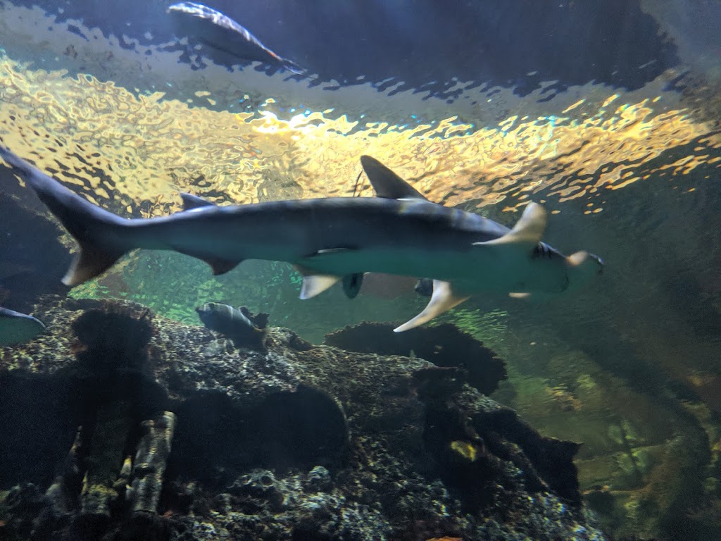 Shark Reef Aquarium at Mandalay Bay | 3950 S Las Vegas Blvd, Las Vegas, NV 89119, USA | Phone: (702) 632-4555