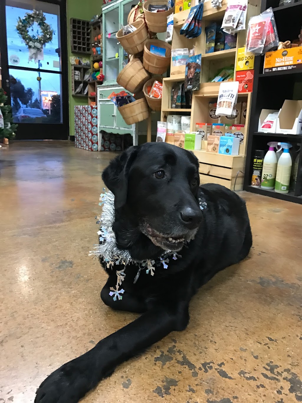 The Village Mutt | 665 E Foothill Blvd, Claremont, CA 91711, USA | Phone: (909) 624-3020