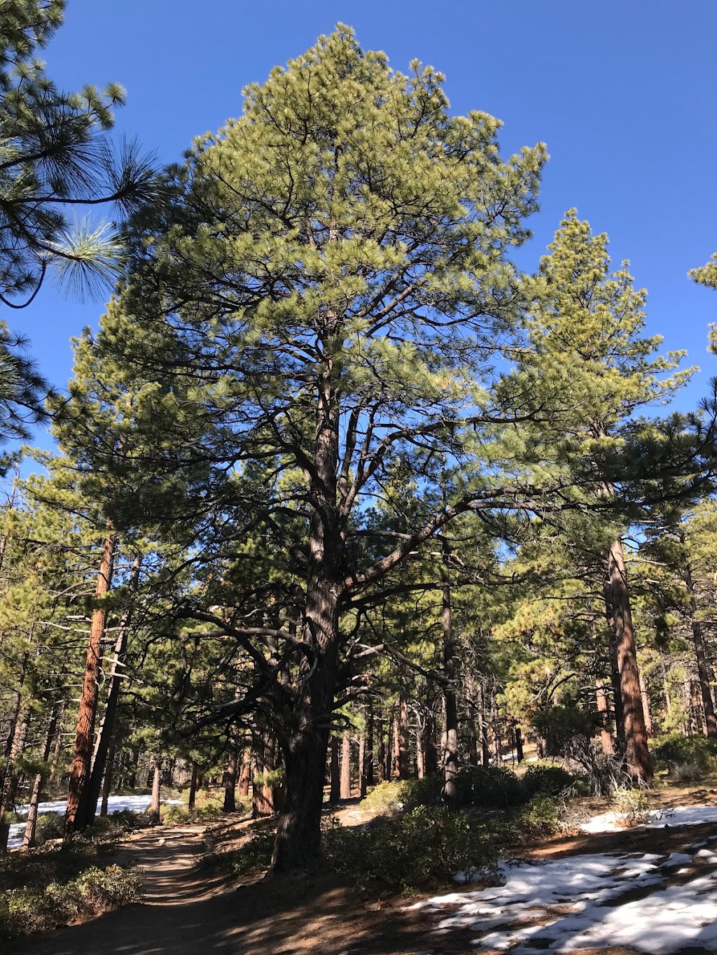 Mt. Rose Wilderness | Reno, NV 89511 | Phone: (775) 831-0914