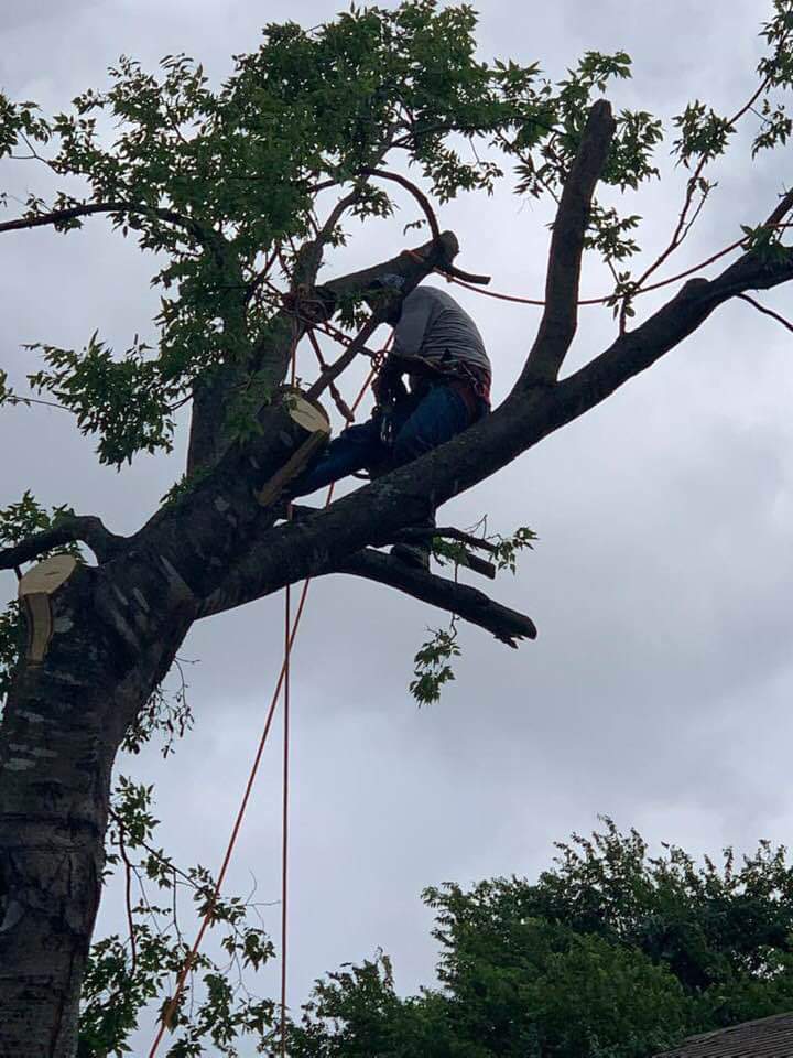 Adeleyvis Vazquez trees service | 240 goodwin ct, Lockhart, TX 78644, USA | Phone: (786) 239-5711