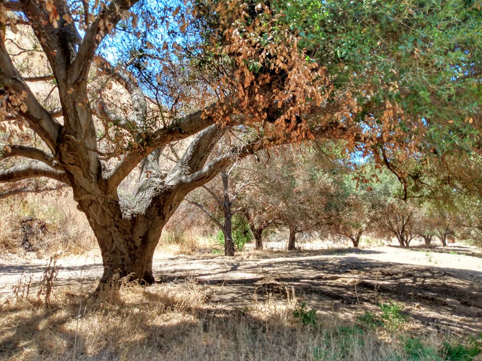 Rancho Lupita Equinoterapia | 22765 Ensenada, Baja California, Mexico | Phone: 661 113 0215