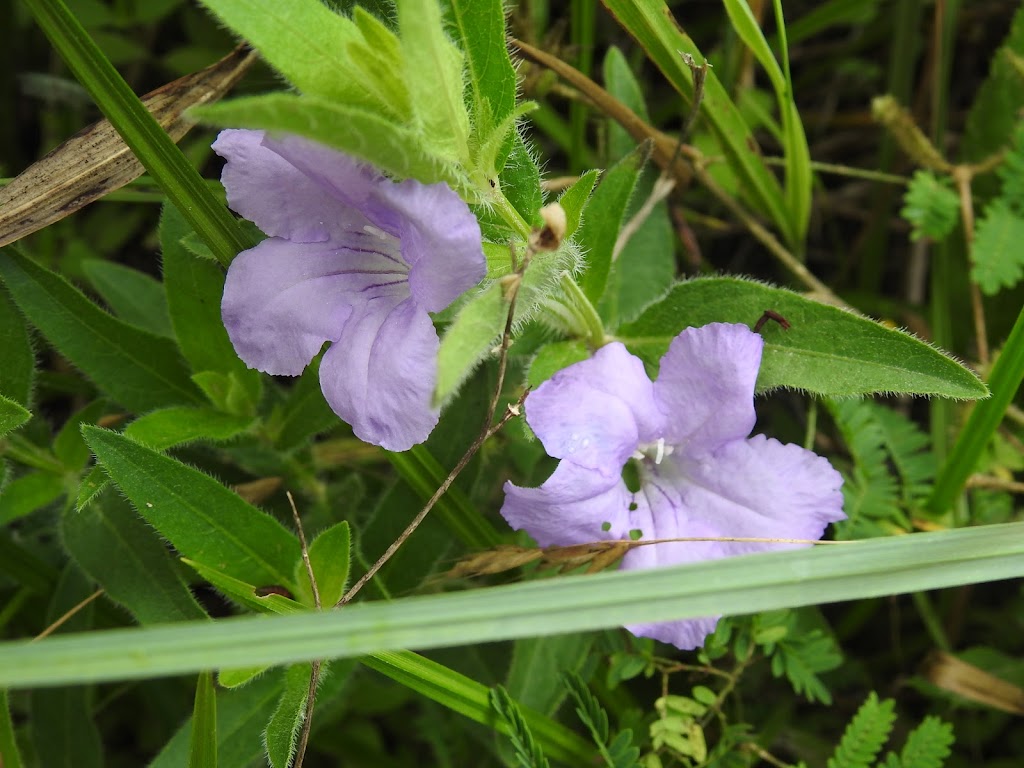 Paul Mathews Nature Preserve now Clymer Meadows | Greenville, TX 75401, USA | Phone: (903) 568-4139