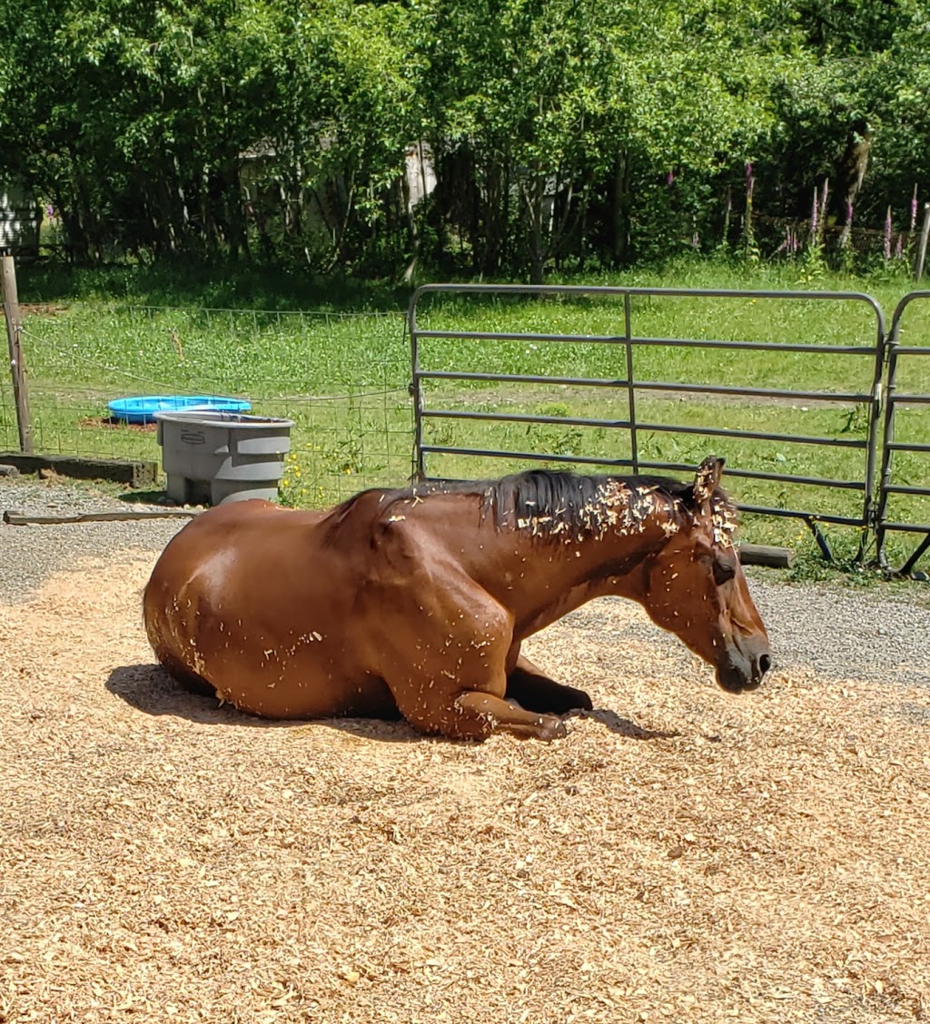 Misty Acres horse Lessons and trail rides | 29615 SE 281st St, Ravensdale, WA 98051, USA | Phone: (425) 432-1467