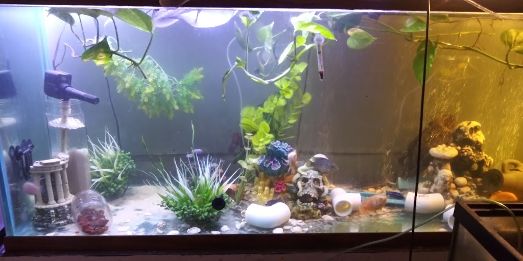 Florida Fish Rescue | 14350 NW 77th Ave, Trenton, FL 32693, USA | Phone: (727) 351-2734