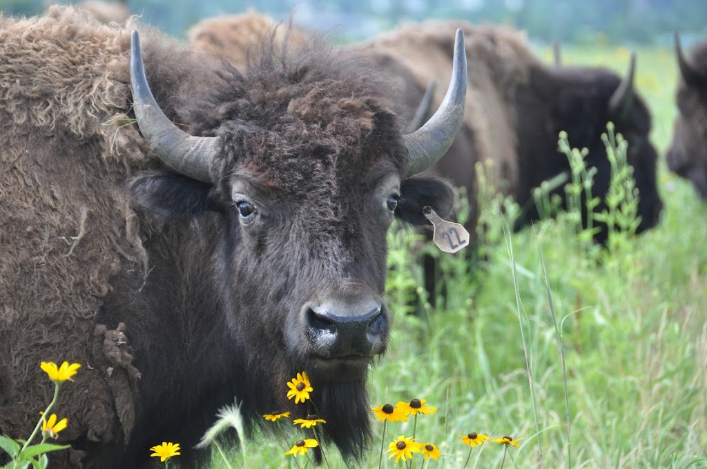 Belwin Conservancy: Bison Observation Platform | 15551 Division St, Afton, MN 55001, USA | Phone: (651) 436-5189