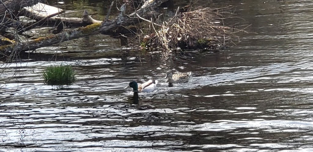 Beaver Lodge Sanctuary | 37th Ave E, Seattle, WA 98112, USA | Phone: (206) 684-5146