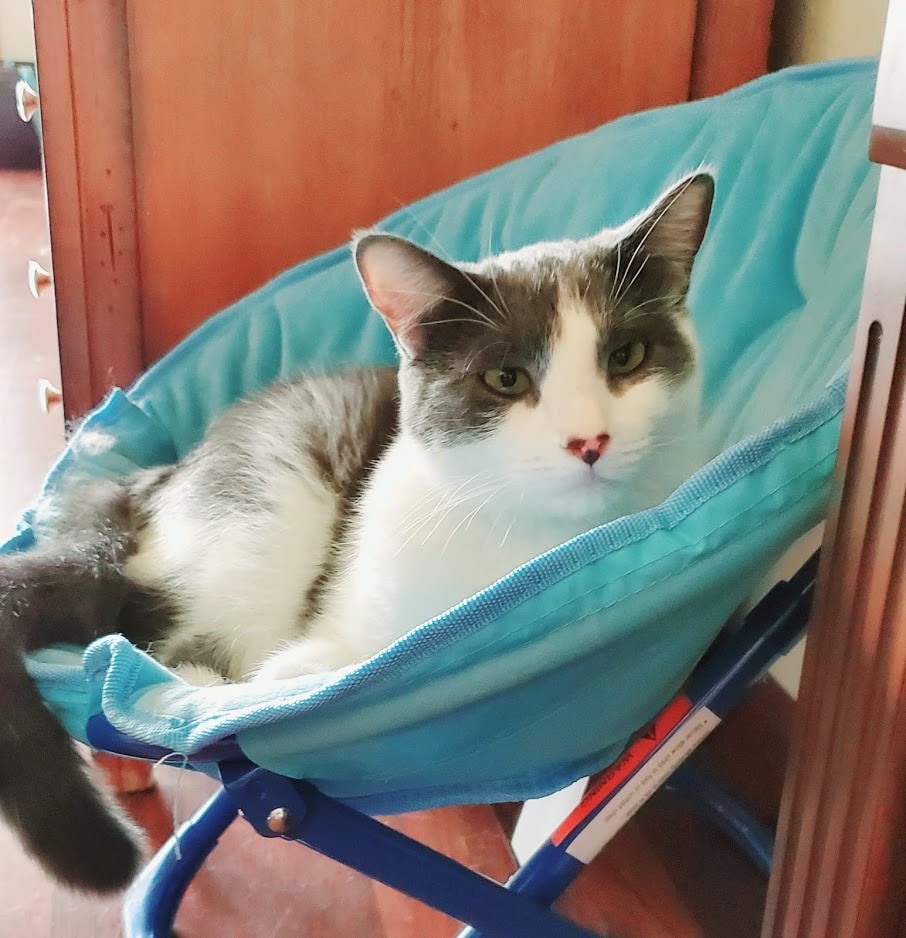 North Kenilworth Veterinary Care | 342 W McDowell Rd, Phoenix, AZ 85003, USA | Phone: (602) 374-3091