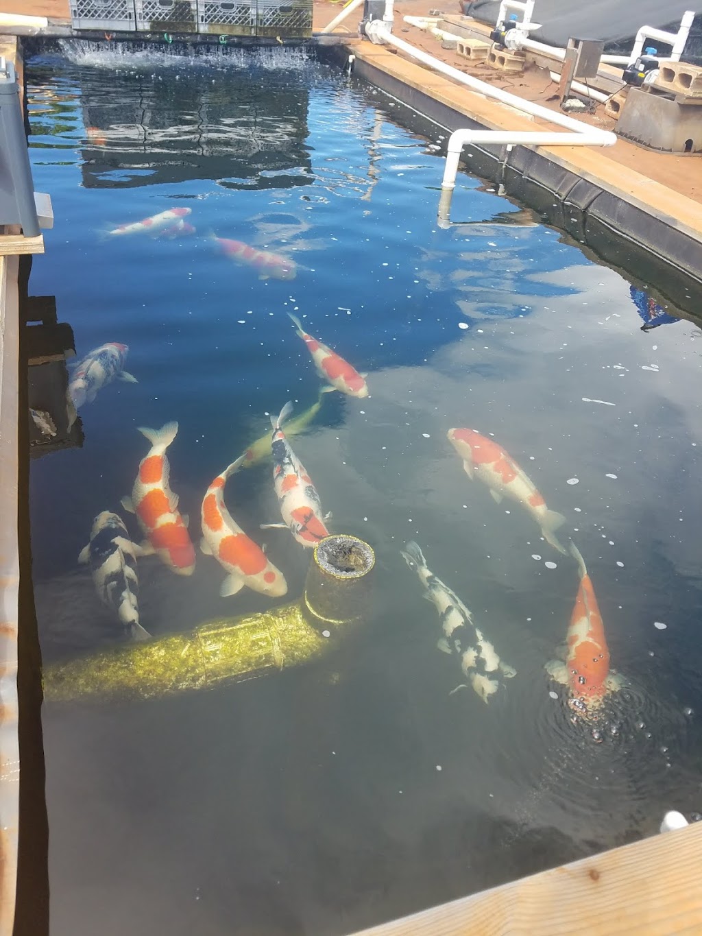 Kodama Koi Farm | 94-840 Lanikuhana Ave, Mililani, HI 96789, USA | Phone: (833) 564-5683