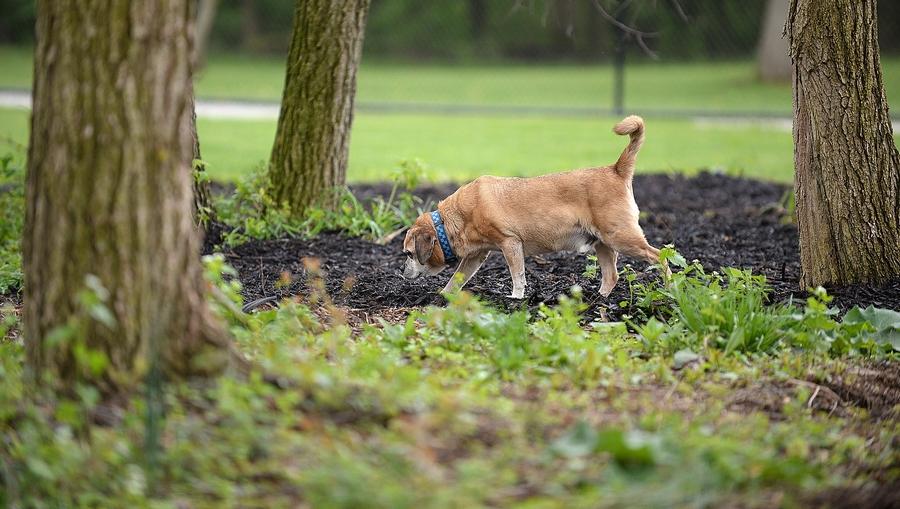 Ariss Park Dog Run | Canton, OH 44720, USA | Phone: (330) 896-4176