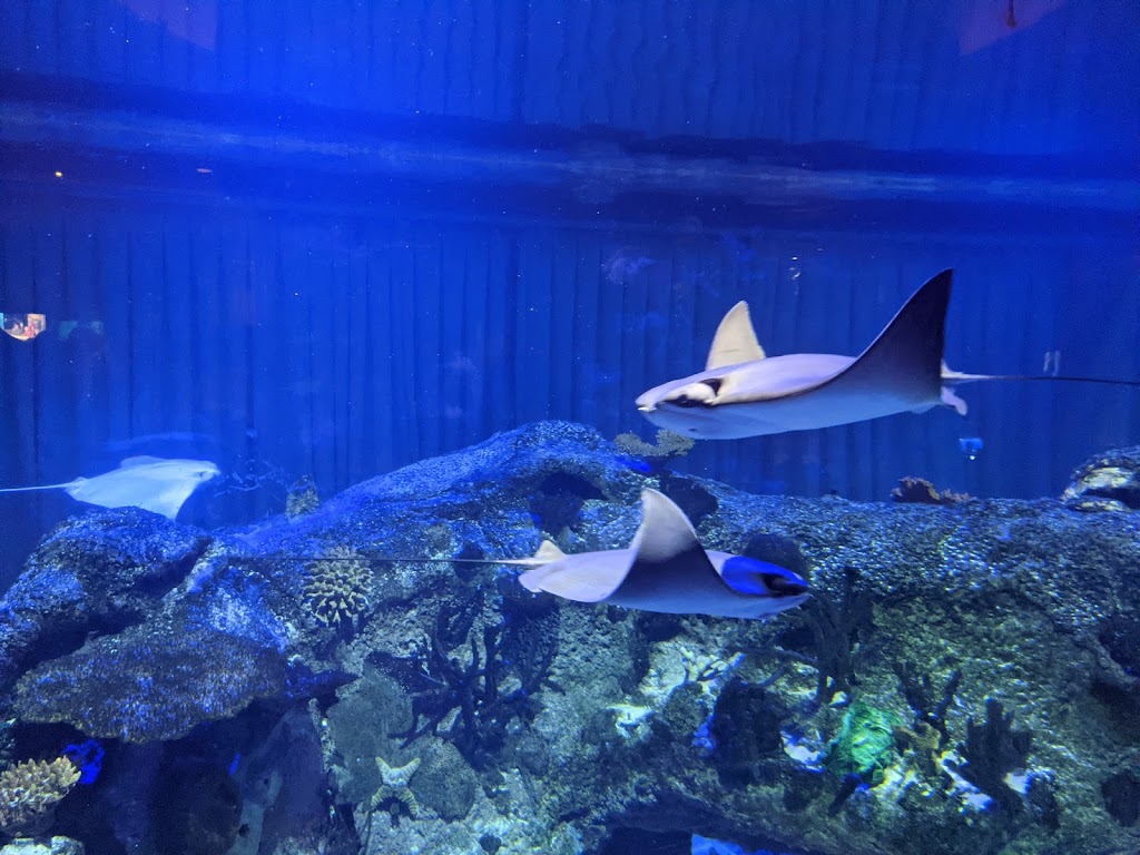 Shark Reef Aquarium at Mandalay Bay | 3950 S Las Vegas Blvd, Las Vegas, NV 89119, USA | Phone: (702) 632-4555