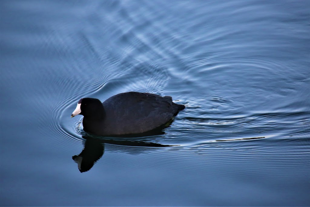 Rancho Santa Margarita Lake Park | Rancho Santa Margarita, CA 92688, USA | Phone: (949) 709-0010