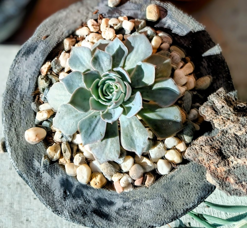 Season of Succulents | 1151 Warburton Ave, Santa Clara, CA 95050, USA | Phone: (408) 449-2654