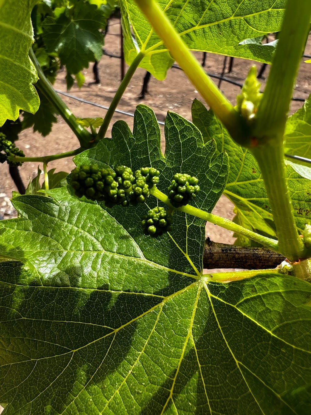 Vinya Abril | Valle de Guadalupe, Parcela 52-B, Col. El Porvenir, 22755 Ensenada, B.C., Mexico | Phone: 664 188 2982