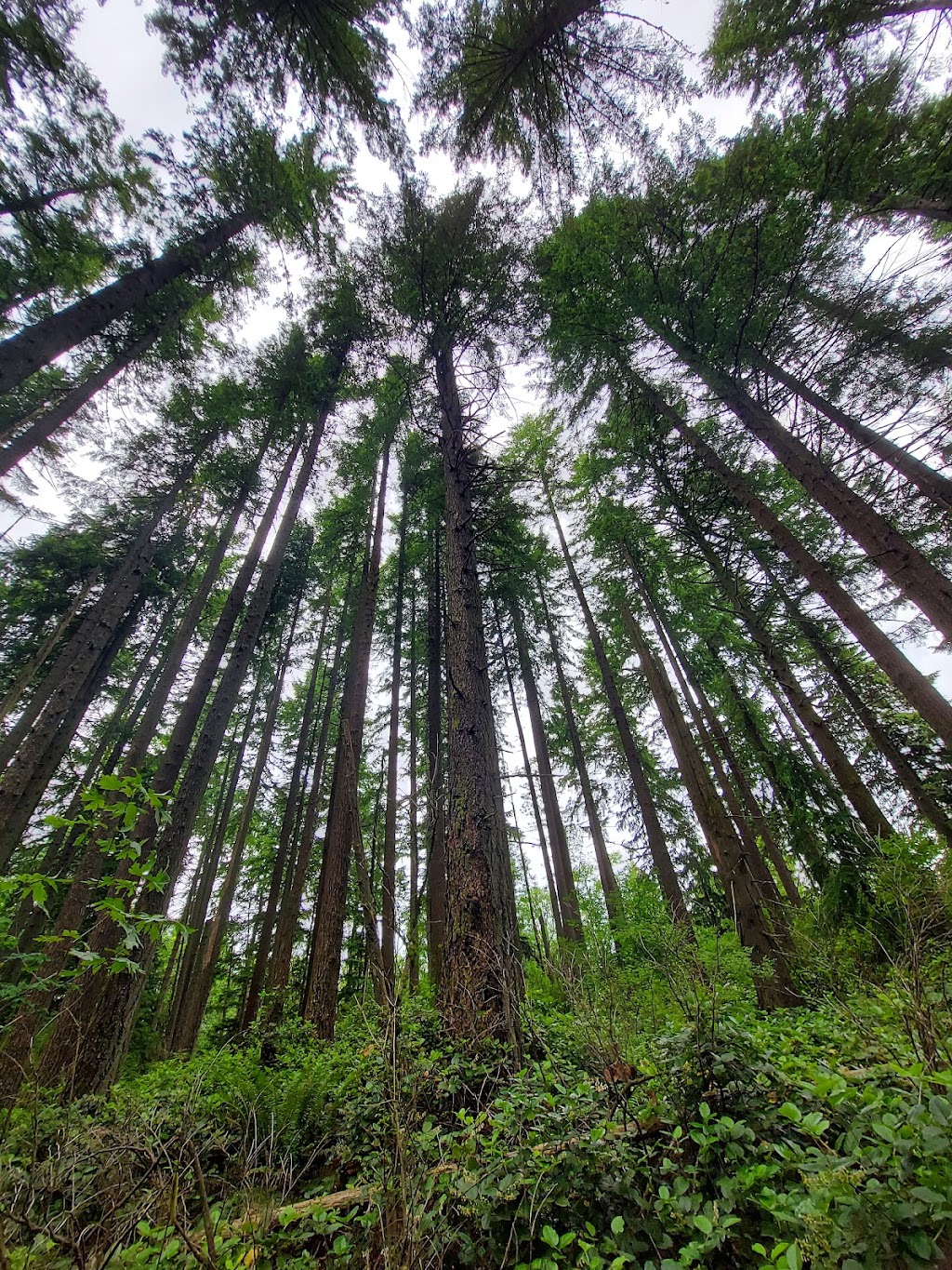 Wilderness Peak | Wilderness Peak Trail, Renton, WA 98059, USA | Phone: (206) 477-4527