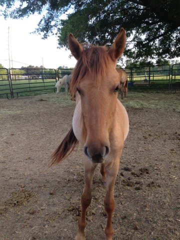 C 2 it Equine Therapy Ranch | 3231 Lenora Church Rd, Snellville, GA 30039 | Phone: (404) 731-2143