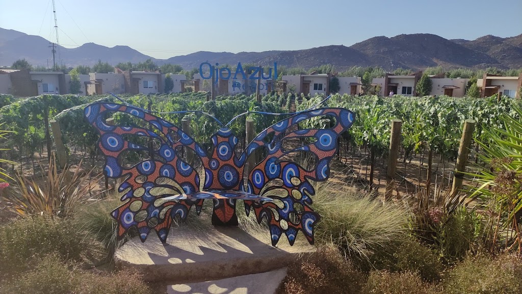 OJO AZUL, WINERY | 22984 Ensenada, Baja California, Mexico | Phone: 664 720 2940