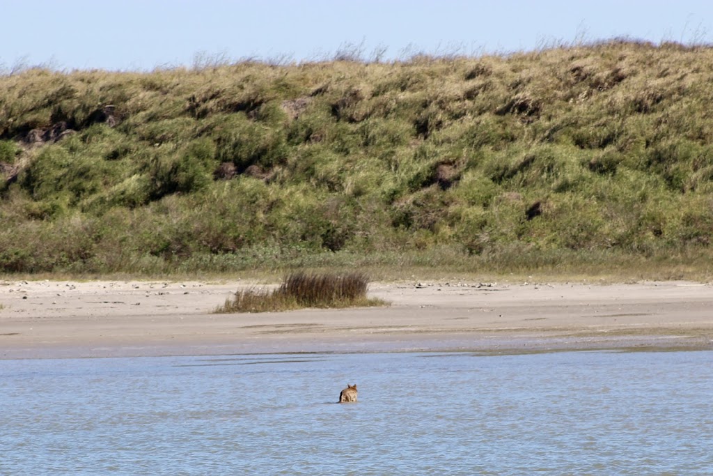 Whooping Crane & Dolphin Boat Tours | 215 N Fulton Beach Rd, Fulton, TX 78358, USA | Phone: (877) 892-4737